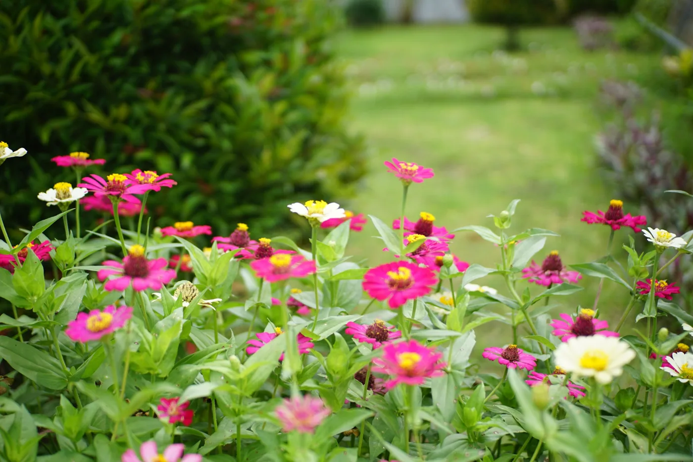 Garden with zinnias in bloom and a grass path through the greenery