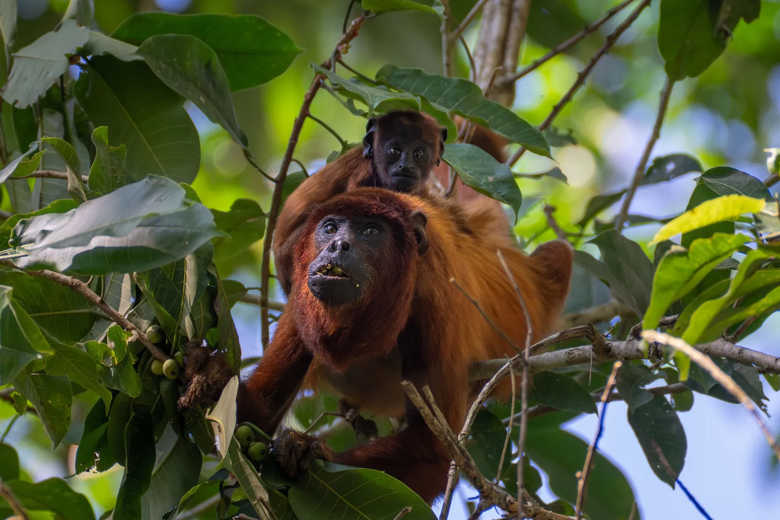 Red howler monkey with her baby in the Peruvian Amazon